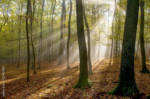 Morning fog and the sun's rays in the woods.