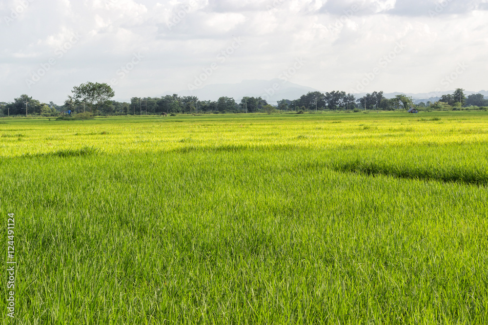Obraz premium Green fields and sky