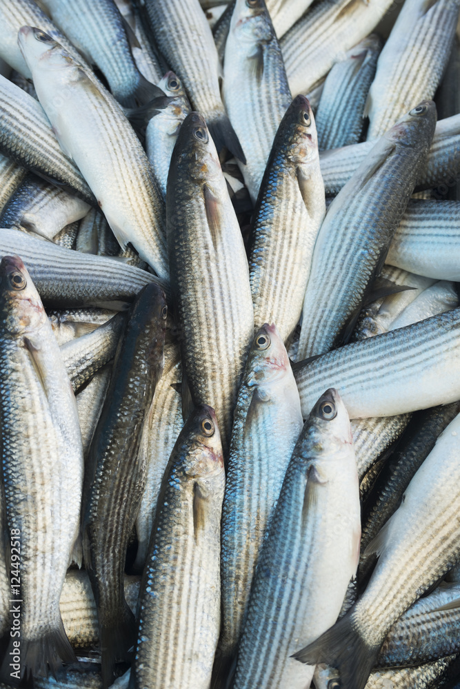 Fototapeta premium Various fresh fish and seafood at the fish market