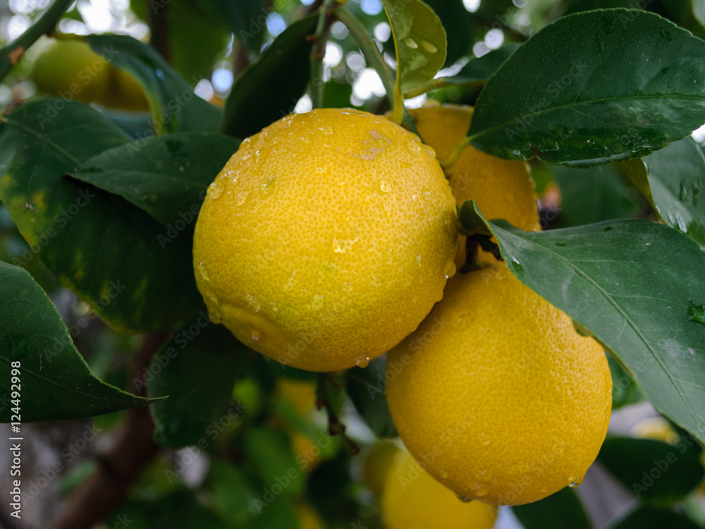Limones en el árbol limonero, cítricos de la huerta
