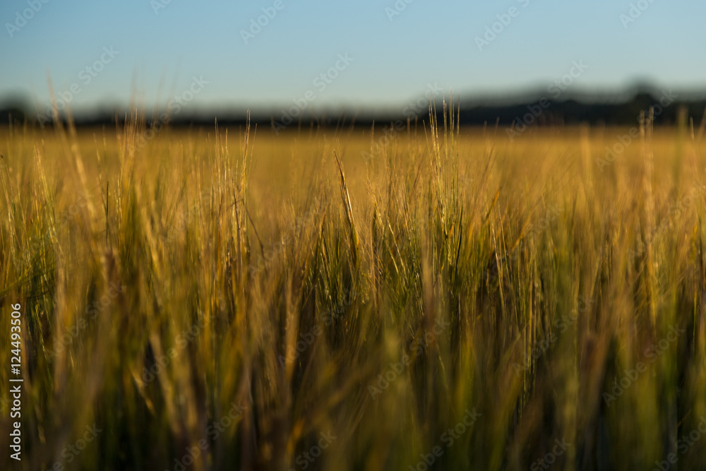 Close up to fields