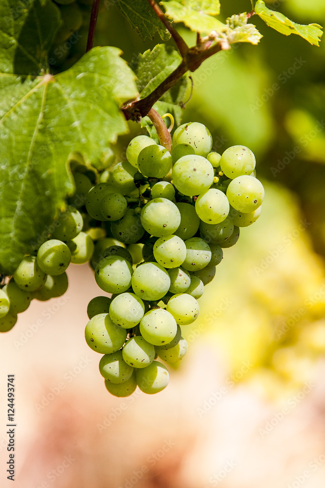 Bruttich-Fankel grapes on the hills