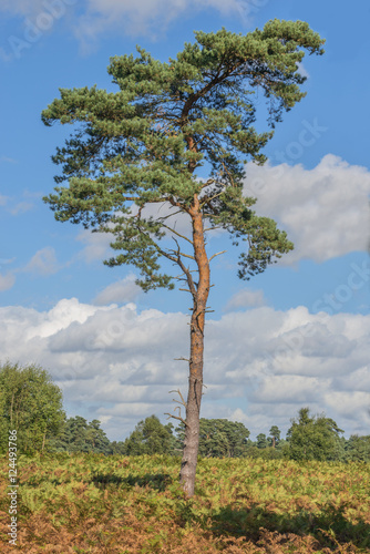 Scots Pine Tree