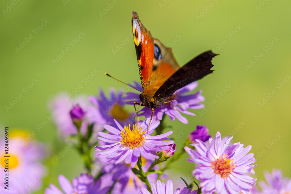 Peacock butterfly, inachis io, on wild purple flower meadow Peacock butterfly, inachis io, on wild purple flower meadow