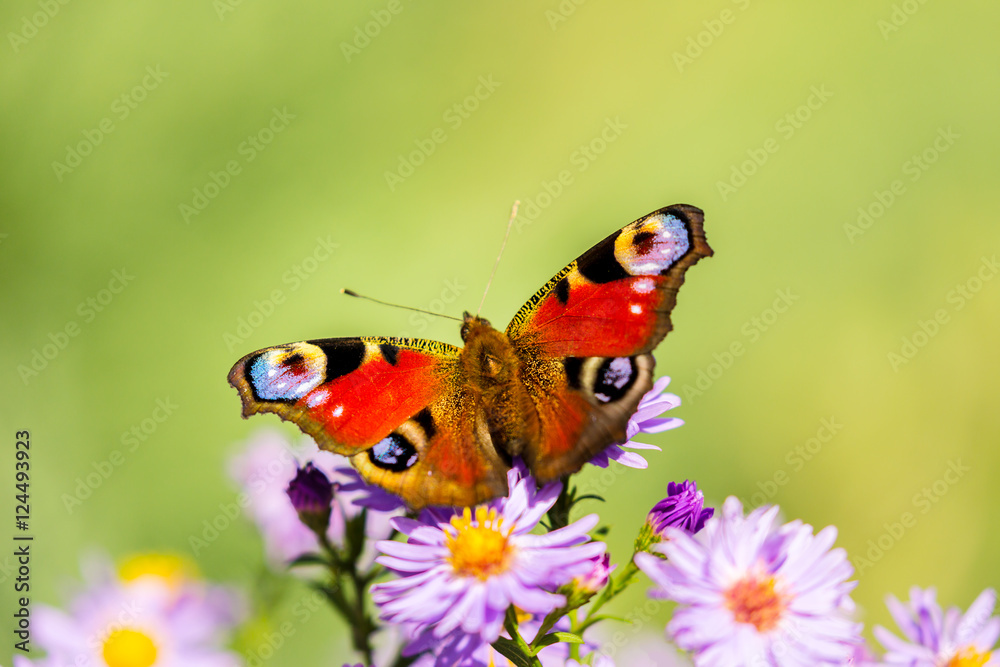 Peacock butterfly, inachis io, on wild purple flower meadow Peacock butterfly, inachis io, on wild purple flower meadow