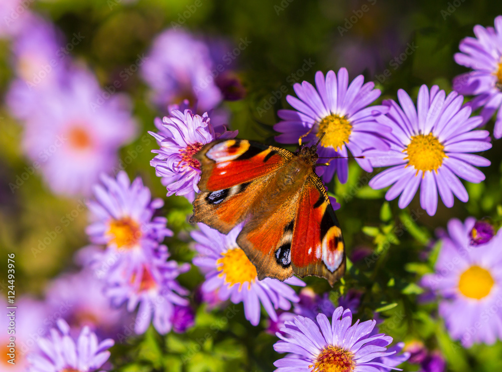 Peacock butterfly, inachis io, on wild purple flower meadow Peacock butterfly, inachis io, on wild purple flower meadow