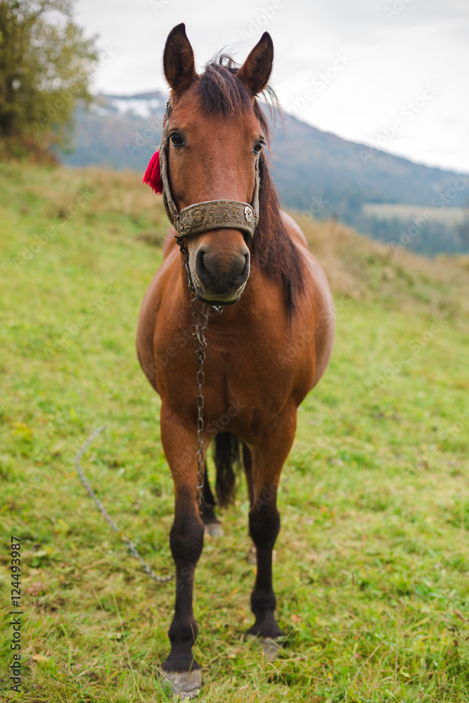 Horse in a pasture in the mountains Horse in a pasture in the mountains