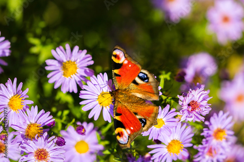 European peacock butterfly, inachis io, in purple wild flower meadow, on a sunny day
