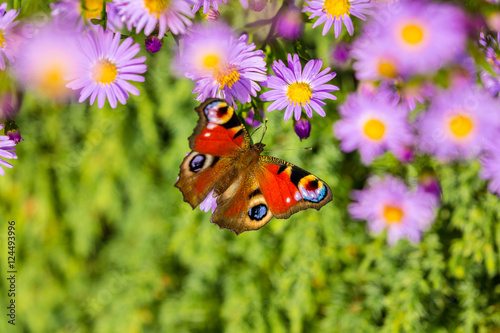Peacock butterfly, inachis io, on wild purple flower meadow photo