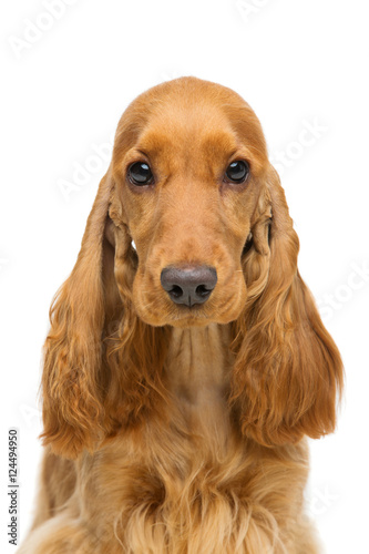 Obraz na płótnie Beautiful young cocker spaniel