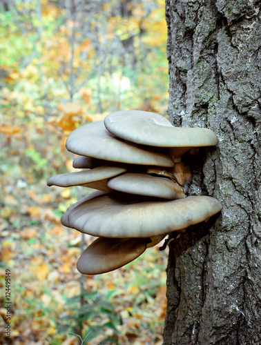 oyster mushrooms growing on a tree trunk