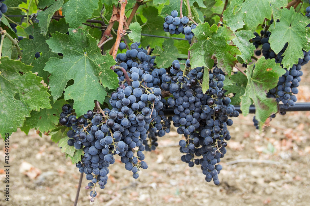 Grape vines with black grapes. Vineyard. Crimea.