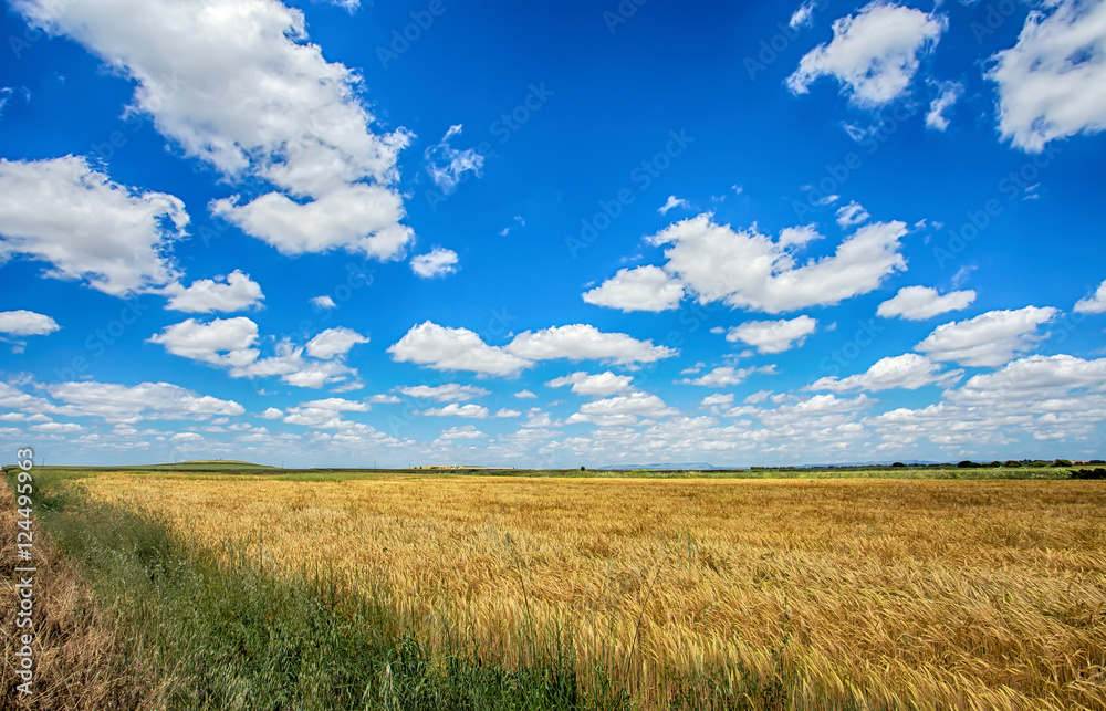 Blue cloudy sky on a wheat fileld landscape Blue cloudy sky on a wheat fileld landscape