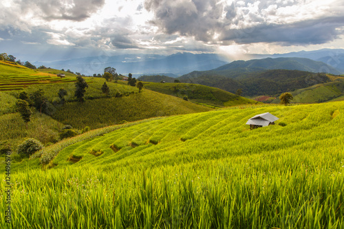 Green Terraced Rice Field in Pa Pong Pieng   Mae Chaem  Chiang Mai  Thailand