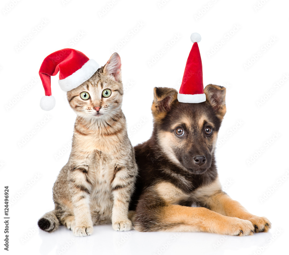 dog and cat in red christmas hats looking at camera. isolated on white