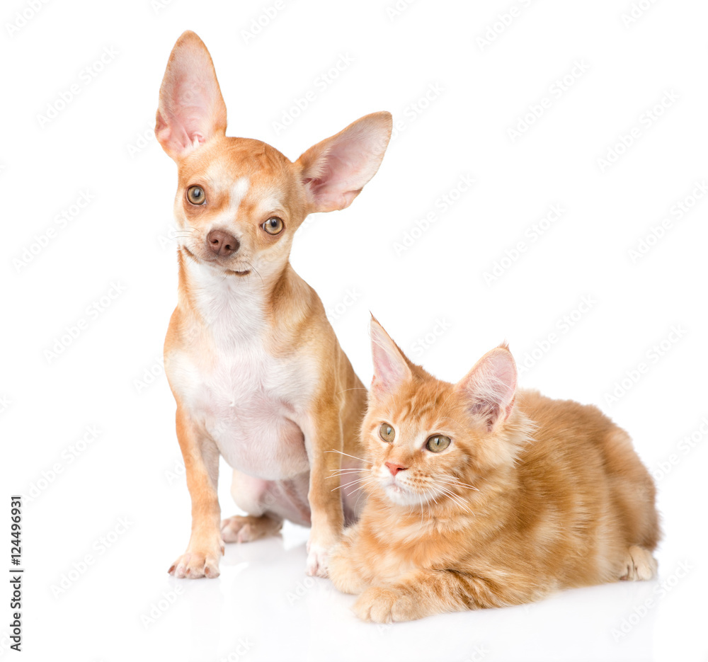 Tiny chihuahua puppy and maine coon cat together. isolated on white