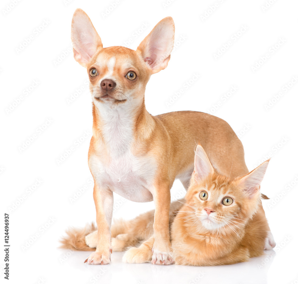 Chihuahua puppy embracing ginger maine coon cat. isolated on white