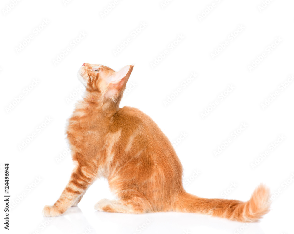maine coon cat sitting in profile and looking up. isolated on white