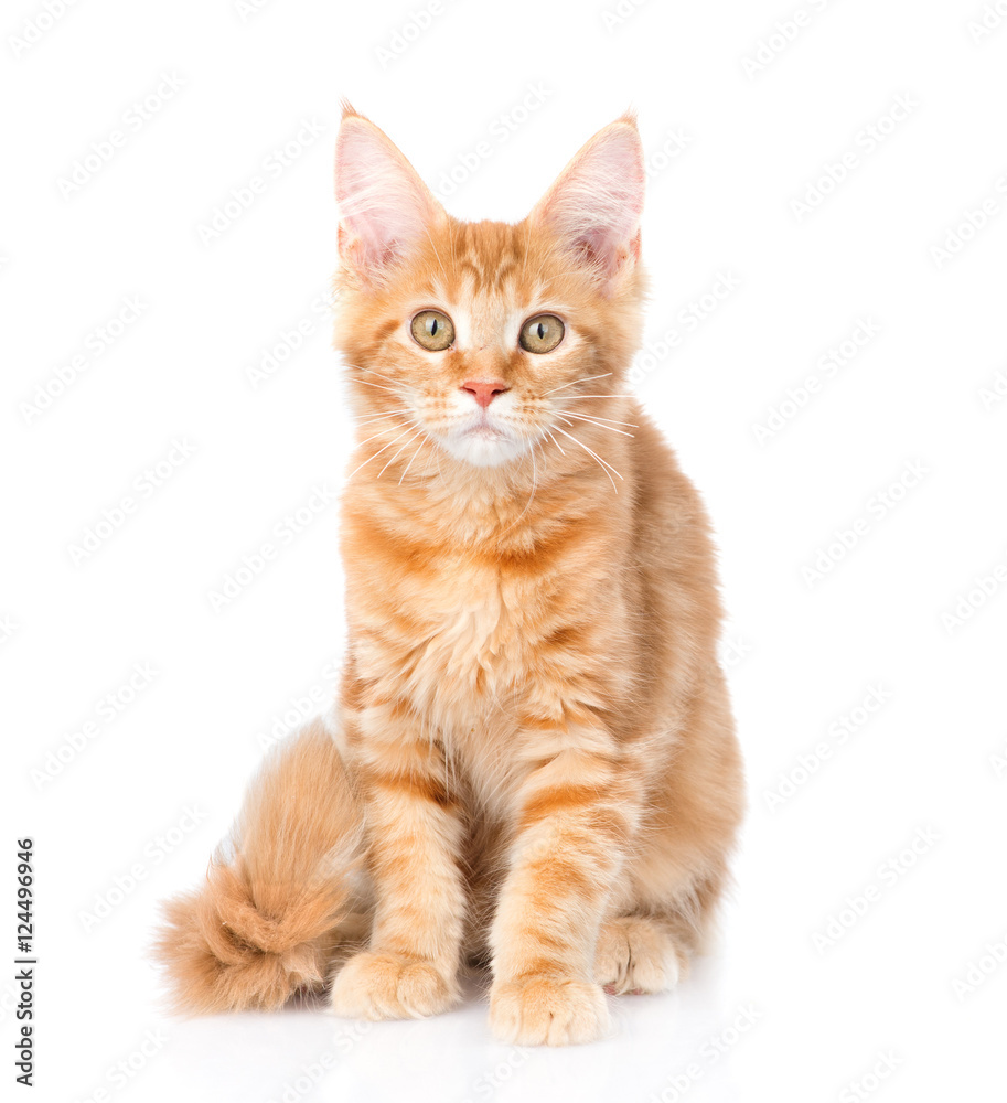maine coon cat sitting in front view. isolated on white background
