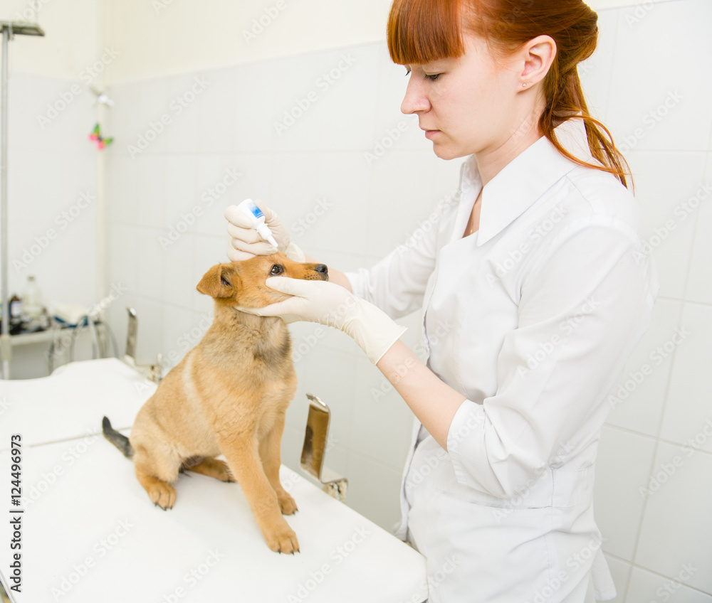 veterinarian dripping drops to the puppy eye in clinic veterinarian dripping drops to the puppy eye in clinic