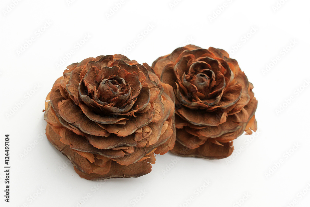 Obraz premium fleur du cédre