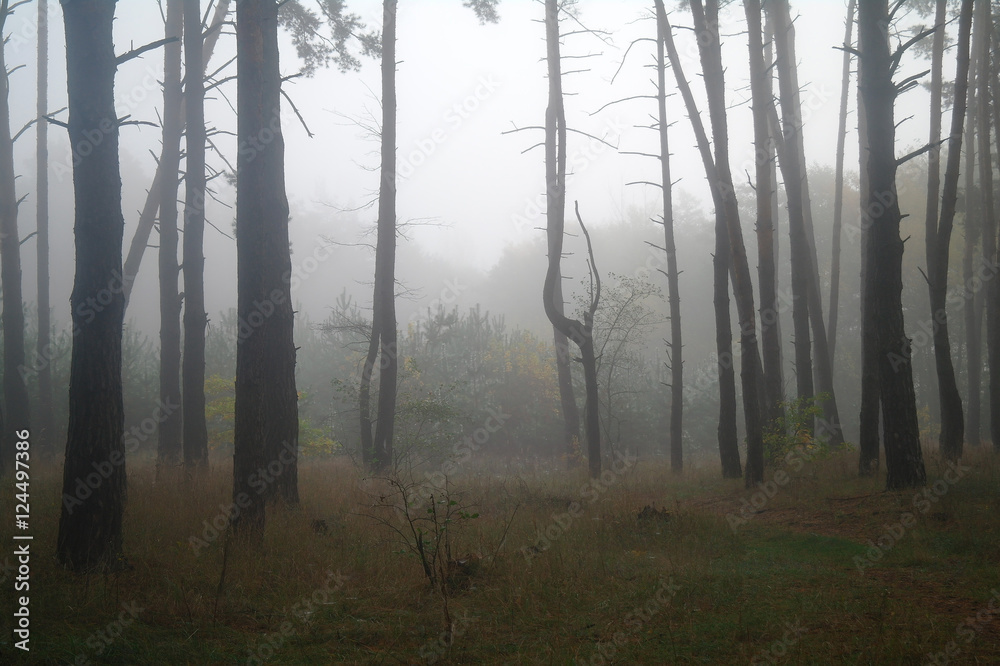 Pines in the forest with misty morning