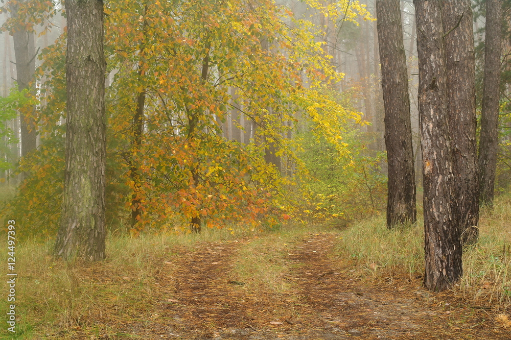 Obraz premium autumn forest with misty morning