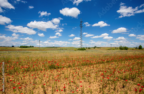 Beautiful poppies fields with high voltage powerline transmission tower under a blue cloudy sky photo