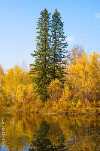 Two tall fir trees in autumn forest on the lake 