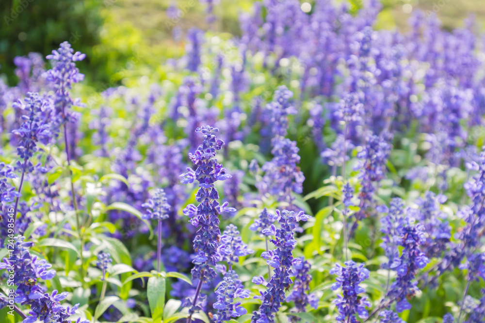 Closeup image of violet lavender flowers in the field in park. Closeup image of violet lavender flowers in the field in park.