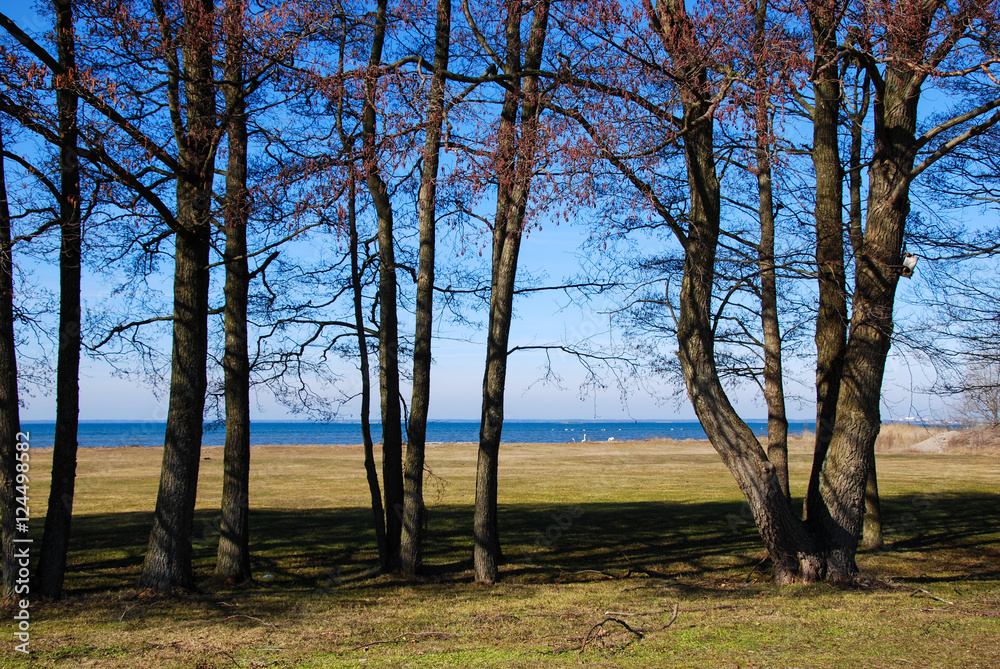 Trees in a row by the coast