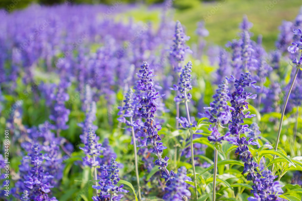 Closeup image of violet lavender flowers in the field in park. Closeup image of violet lavender flowers in the field in park.