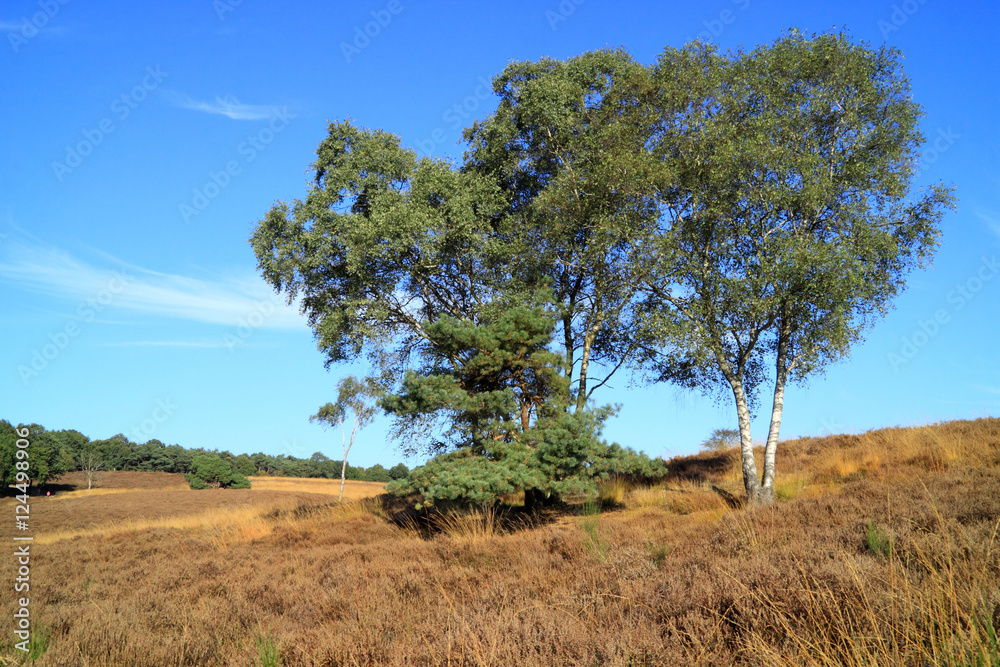 Landscape with yellow grasses and heather plants Landscape with yellow grasses and heather plants