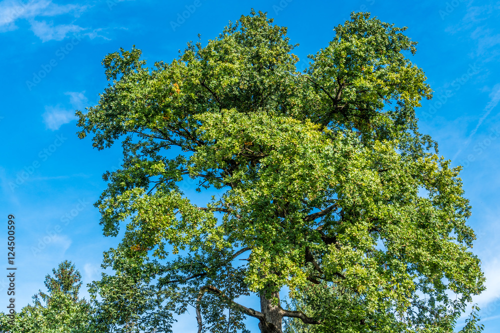 Fototapeta premium Alte Eiche mit grünen Blättern im Sommer