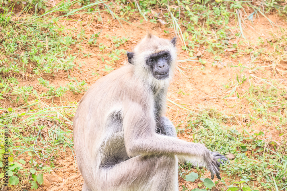 Fototapeta premium Cute looking monkey