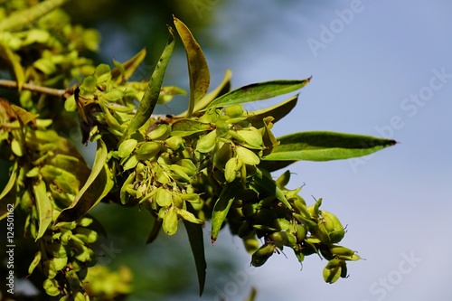 Leaves and flowers of Fontanesia Fortunei shrub in arboretum photo