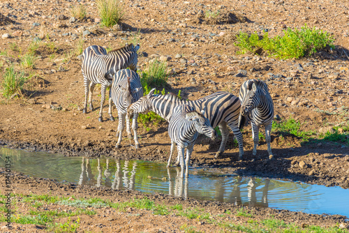 Herd of Zebras drinking from Shingwedzi river in the Kruger National Park  major travel destination in South Africa.