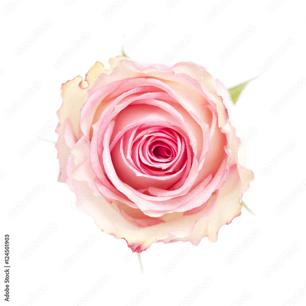 Fototapeta premium gentle pink rose