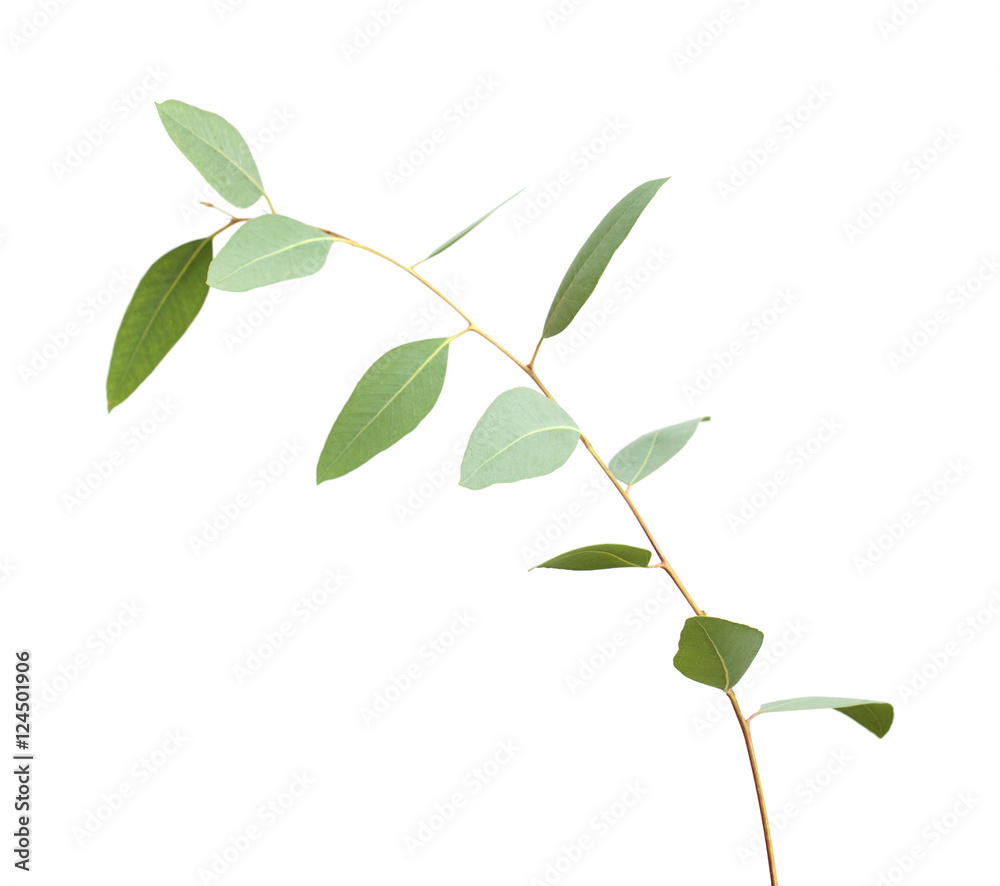 fresh green eucalyptus, young branch