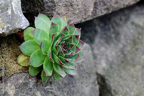 Foto Houseleek Sempervivum Tectorum growing out of dilatation in stone wall