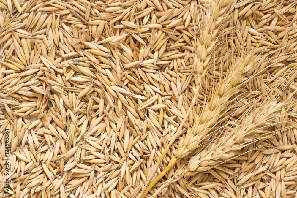 Grains of oats and wheat spikelets. Top view