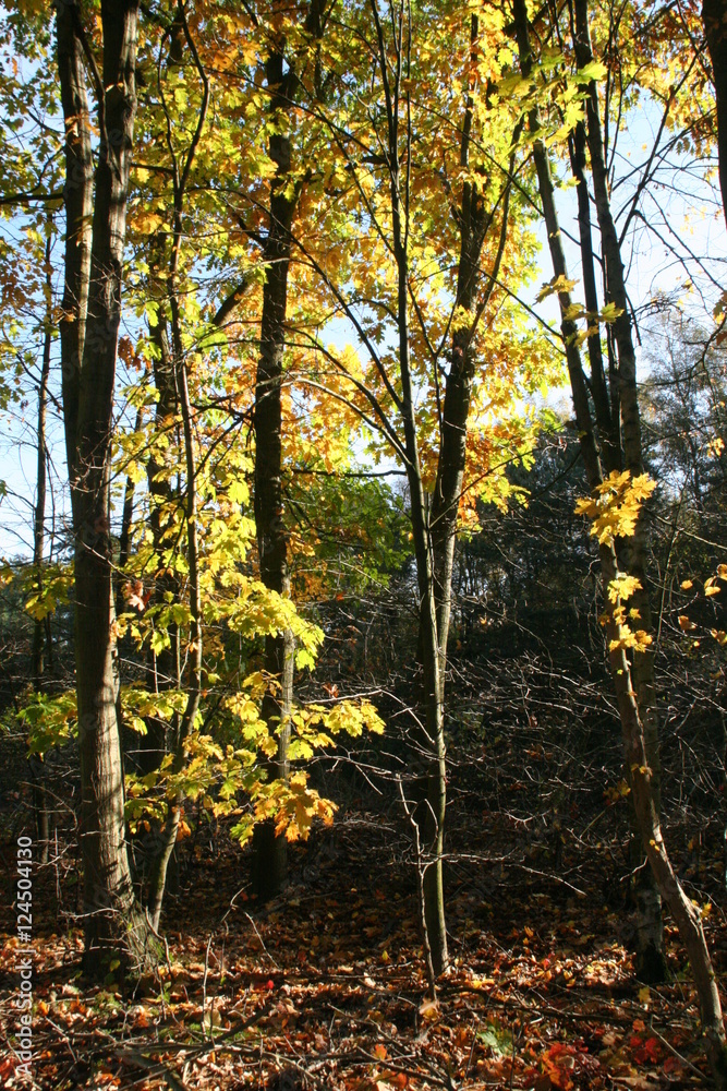 Obraz premium Ahornlaub im Herbst