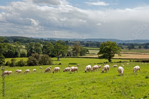 Agricultural scenery in the Herefordshire countryside of England.