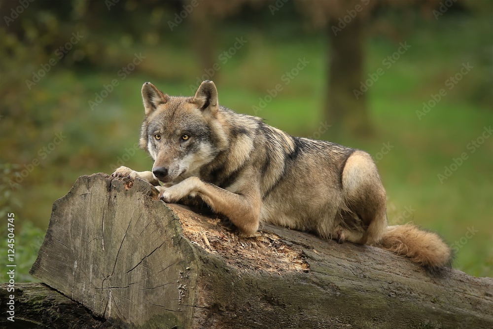 Le loup gris