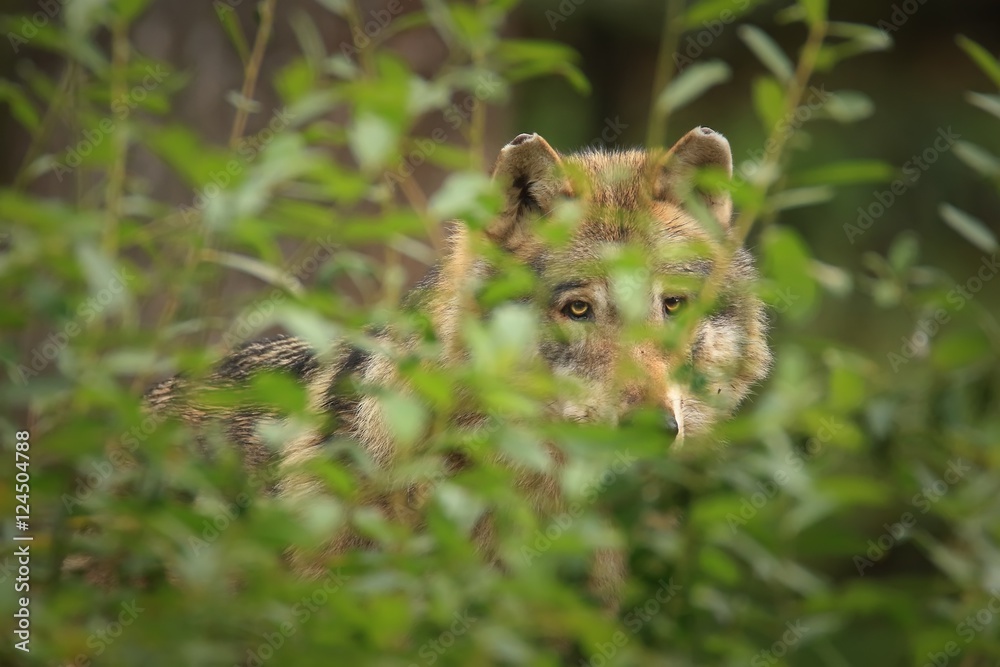 Grey wolf