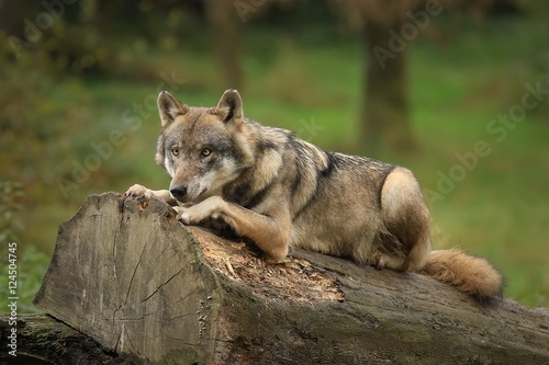 Obraz na płótnie Le loup gris w salonie