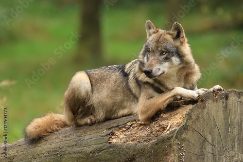 Le loup gris