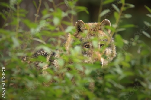 Obraz na płótnie Grey wolf w salonie