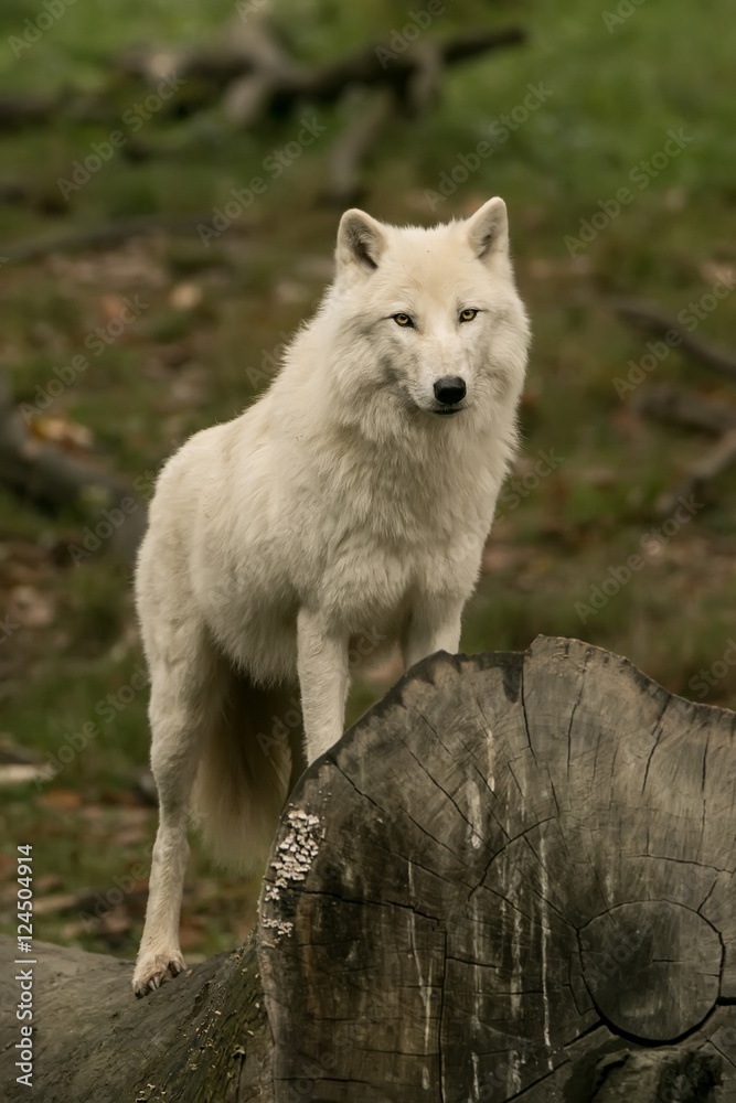 Le loup blanc