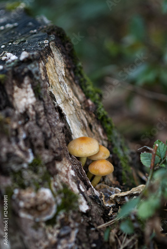 Cluster of little mushrooms